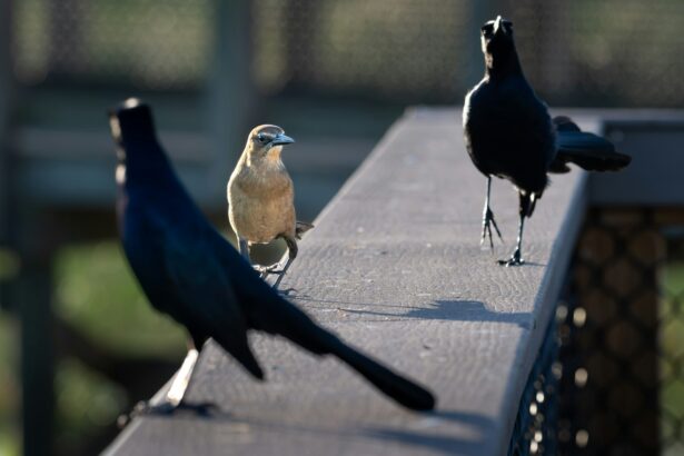 A couple of birds that are standing on a rail