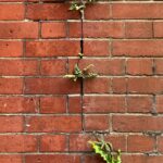 A brick wall with a plant growing on it