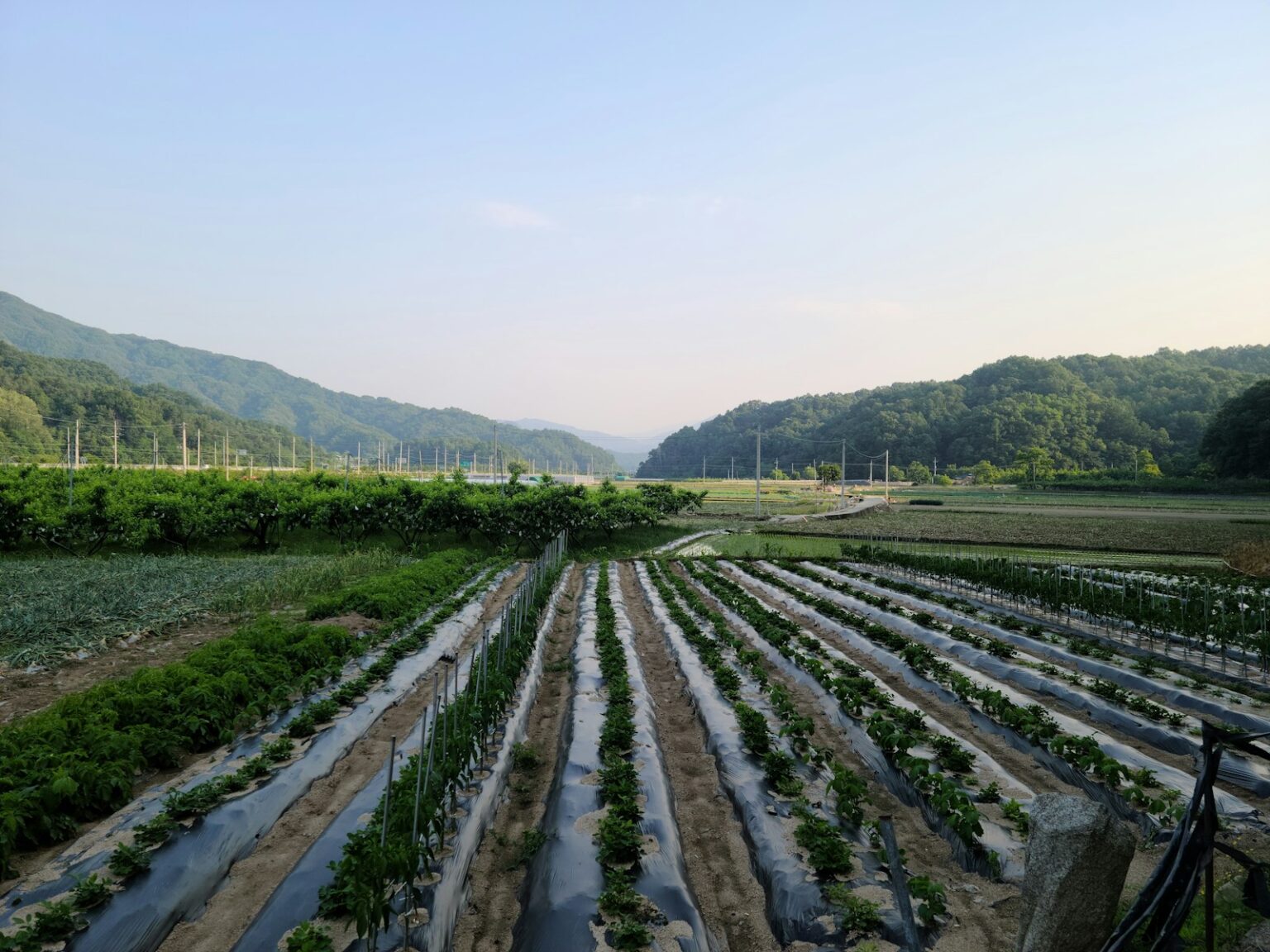 green plants on the field during daytime